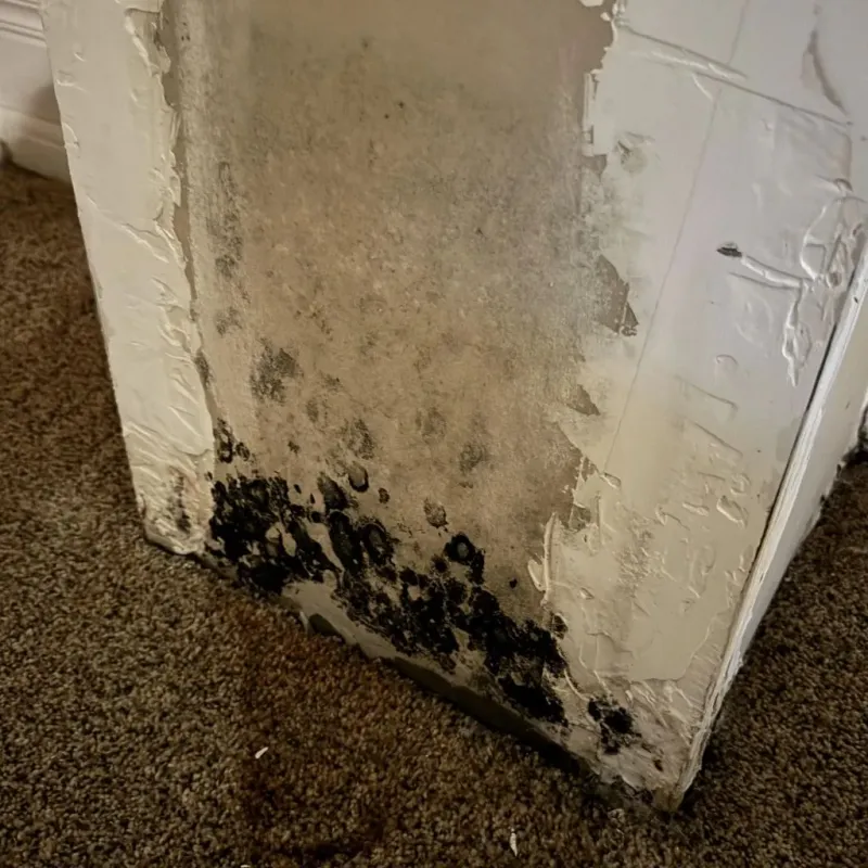 Professional Mold Removal in Madisonville, TX